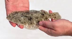 Image result for Paralichthys albigutta