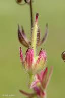 Attēlu rezultāti vaicājumam “Geranium dissectum fruit”
