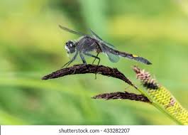 Attēlu rezultāti vaicājumam “Leucorrhinia pectoralis female”