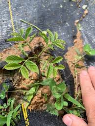 Attēlu rezultāti vaicājumam “Salix daphnoides subsp. acutifolia”