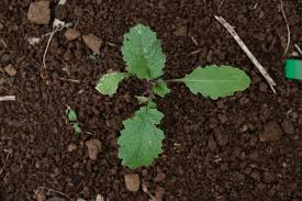 Attēlu rezultāti vaicājumam “Sinapis alba fruit”