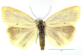 Attēlu rezultāti vaicājumam “Cybosia mesomella”