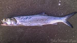 Image result for Elops saurus