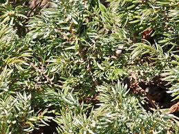 Attēlu rezultāti vaicājumam “Juniperus communis leaf”