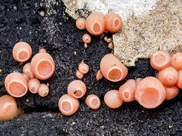 Attēlu rezultāti vaicājumam “Craterocolla cerasi”