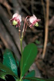 Attēlu rezultāti vaicājumam “Chimaphila umbellata”