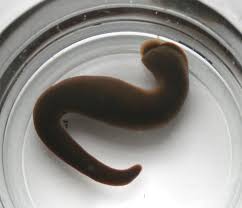 Attēlu rezultāti vaicājumam “Haemopis sanguisuga”