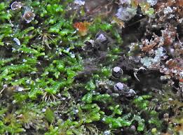 Attēlu rezultāti vaicājumam “Diderma subincarnatum young”