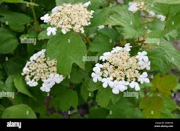 Attēlu rezultāti vaicājumam “Viburnum opulus flower”
