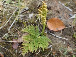 Attēlu rezultāti vaicājumam “Botrychium multifidum”