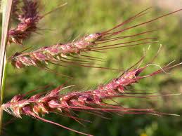 Attēlu rezultāti vaicājumam “Echinochloa crus-galli leaf”