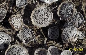 Attēlu rezultāti vaicājumam “Poronia punctata”