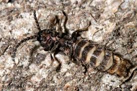 Attēlu rezultāti vaicājumam “Phosphaenus hemipterus”