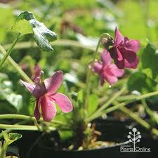 Attēlu rezultāti vaicājumam “Viola odorata flower”