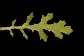 Attēlu rezultāti vaicājumam “Senecio vulgaris leaf”