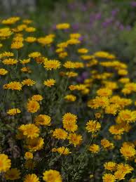 Image result for Anthemis tinctoria