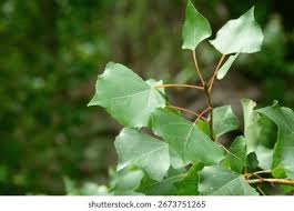 Attēlu rezultāti vaicājumam “Populus nigra Italica”