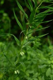 Attēlu rezultāti vaicājumam “Polygonatum verticillatum leaf”