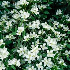 Attēlu rezultāti vaicājumam “Philadelphus lemoinei”