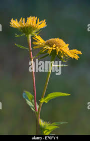 Attēlu rezultāti vaicājumam “Inula britannica bud”