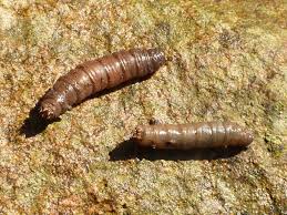 Attēlu rezultāti vaicājumam “Tipulidae larva”