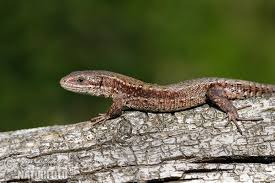 Attēlu rezultāti vaicājumam “Lacerta vivipara”