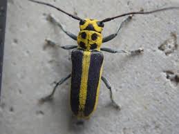 Attēlu rezultāti vaicājumam “Saperda scalaris”