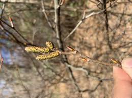 Attēlu rezultāti vaicājumam “Alnus incana bud”