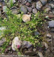 Attēlu rezultāti vaicājumam “Sagina procumbens fruit”