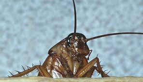 Image result for periplaneta americana