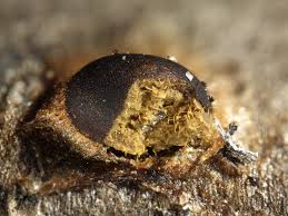 Attēlu rezultāti vaicājumam “Trichia alpina”