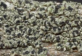 Attēlu rezultāti vaicājumam “Trapeliopsis flexuosa”