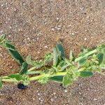 Attēlu rezultāti vaicājumam “Atriplex patula fruit”