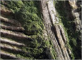 Attēlu rezultāti vaicājumam “Trapeliopsis flexuosa”