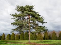 Attēlu rezultāti vaicājumam “Pinus sylvestris var. borussica”