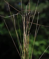 Attēlu rezultāti vaicājumam “Comatricha ellae stalked”