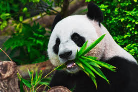 Résultat de recherche d'images pour "pandas"