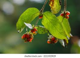 Attēlu rezultāti vaicājumam “Lonicera ferdinandii”