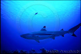 Image result for Carcharhinus melanopterus