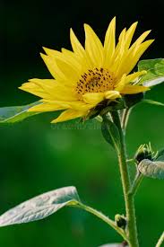 Image result for Sonnenblume