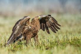 Attēlu rezultāti vaicājumam “Aquila pomarina”