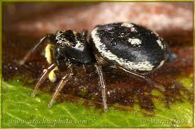 Attēlu rezultāti vaicājumam “Heliophanus sp.”