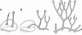 Attēlu rezultāti vaicājumam “Radula complanata sporophyte”