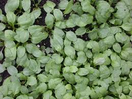 Attēlu rezultāti vaicājumam “Lepidium densiflorum leaf”