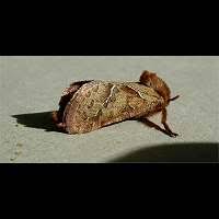 Attēlu rezultāti vaicājumam “Hepialus sylvina”