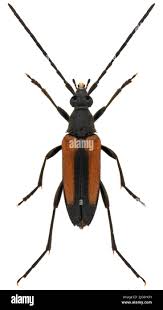 Attēlu rezultāti vaicājumam “Stenurella melanura”