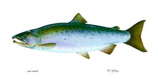 Image result for Oncorhynchus tshawytscha