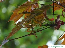 Attēlu rezultāti vaicājumam “Acer platanoides fruit”