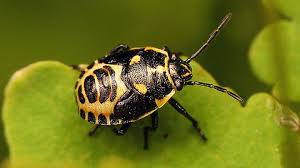 Attēlu rezultāti vaicājumam “Eurydema oleracea”