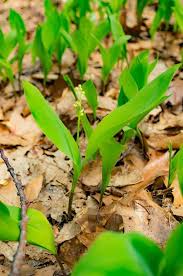 Attēlu rezultāti vaicājumam “Convallaria majalis fruit”